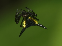 Micrathena pungens