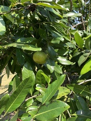 Diospyros nigra