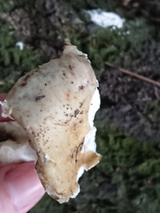 Russula grisea