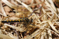 Leucorrhinia rubicunda