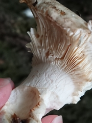 Russula grisea