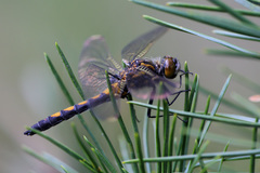 Leucorrhinia rubicunda