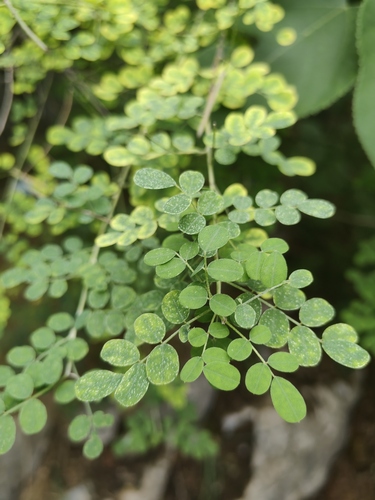 Indigofera bungeana iNat (3)