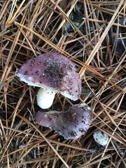 Russula sericeonitens