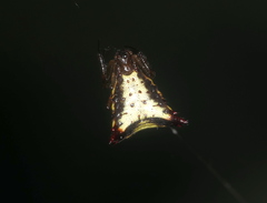 Micrathena plana