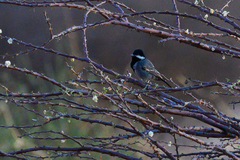 Melaniparus cinerascens