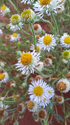 Calotis porphyroglossa, 2025-09-18