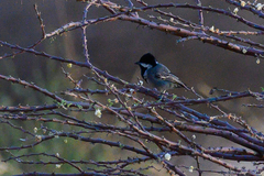 Melaniparus cinerascens