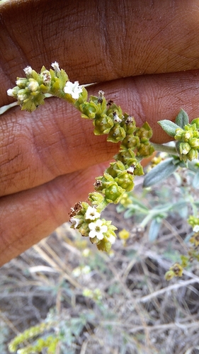 Euploca glandulifera, 2025-09-18
