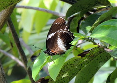 Hypolimnas salmacis salmacis