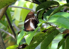 Hypolimnas salmacis salmacis