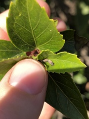 Oxycarenus hyalinipennis