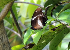 Hypolimnas salmacis salmacis