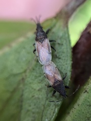 Oxycarenus hyalinipennis