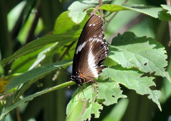 Hypolimnas salmacis salmacis