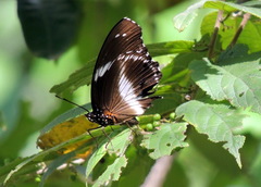 Hypolimnas salmacis salmacis