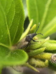 Oxycarenus hyalinipennis