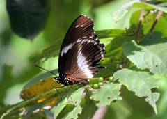 Hypolimnas salmacis salmacis