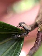 Oxycarenus hyalinipennis