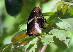 Hypolimnas salmacis salmacis