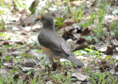 Turdus pelios