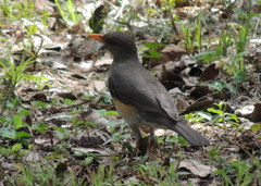 Turdus pelios
