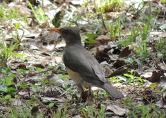 Turdus pelios