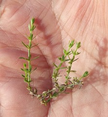 Galium corymbosum