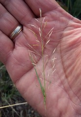 Eragrostis patula