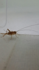 Gryllomorpha
