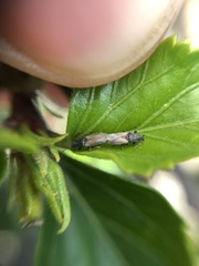 Oxycarenus hyalinipennis