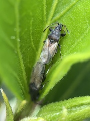 Oxycarenus hyalinipennis
