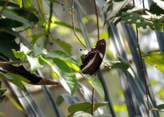 Hypolimnas salmacis salmacis