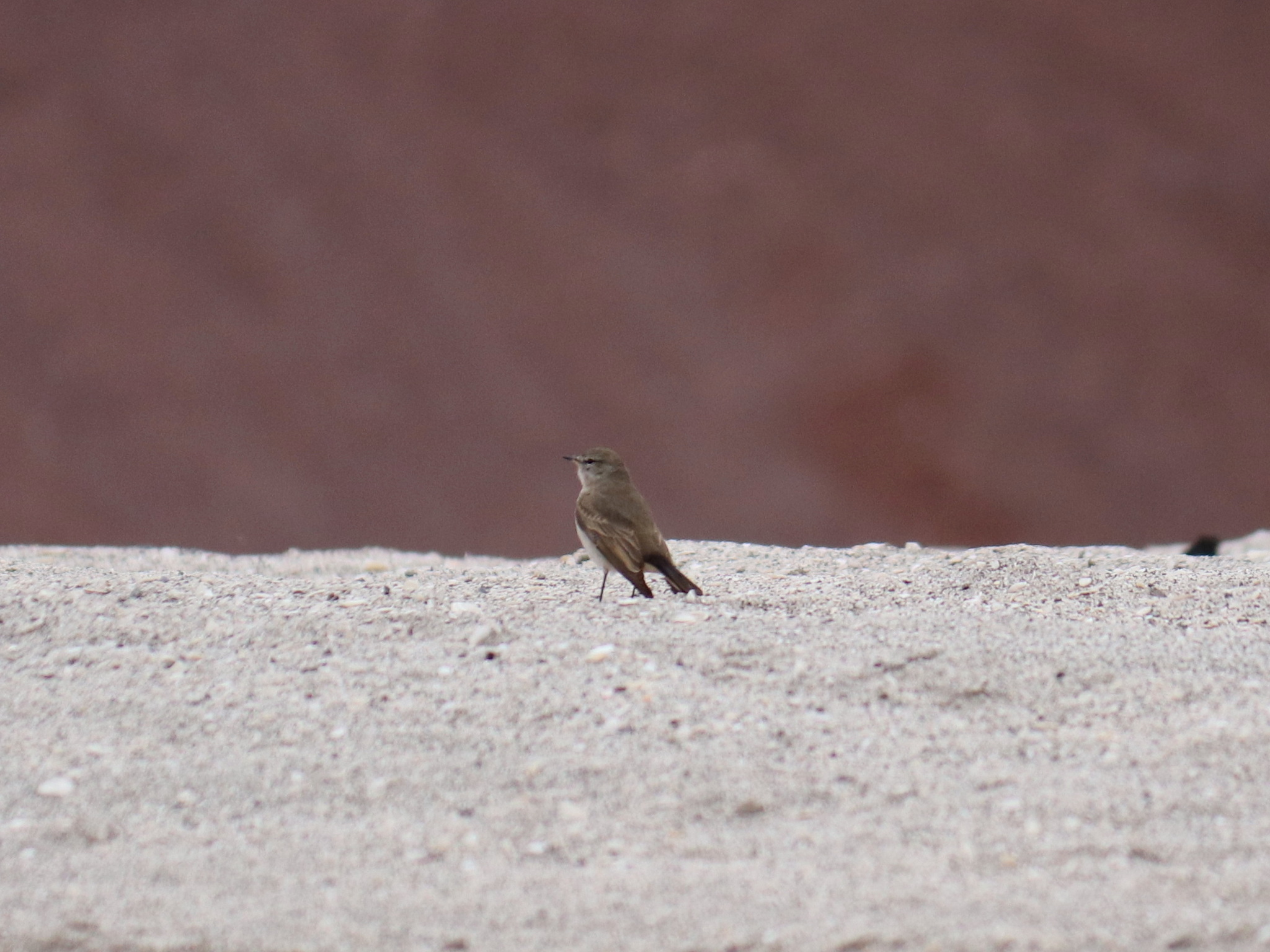 Spot-billed Ground-Tyrant illustration