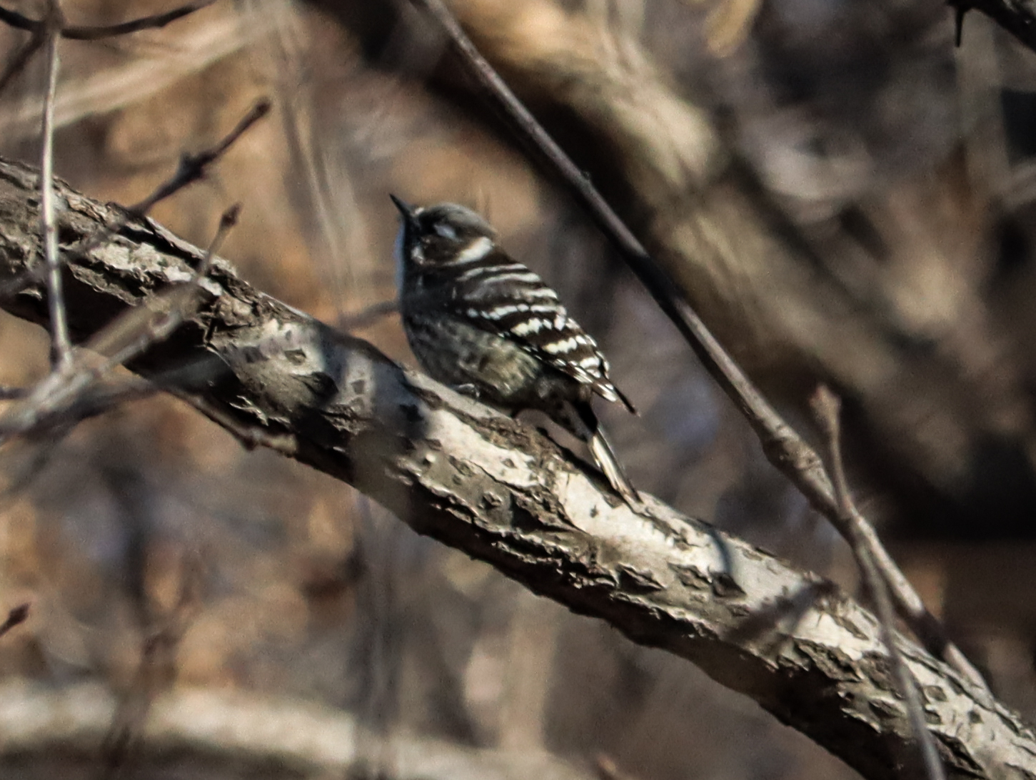Japanese Pygmy Woodpecker