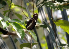 Hypolimnas salmacis salmacis