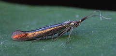 Coleophora mayrella