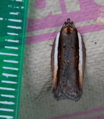 Acleris celiana