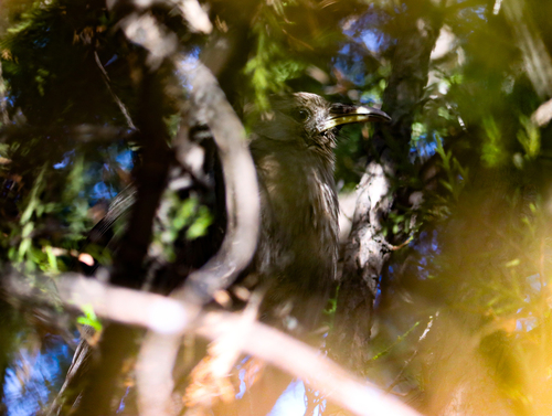 Plain Laughingthrush (Pterorhinus davidi), photo 5