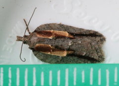 Acleris youngana
