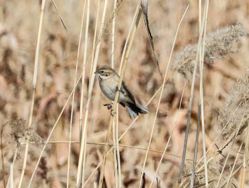 Pallas's Reed Bunting (Emberiza pallasi), photo 5