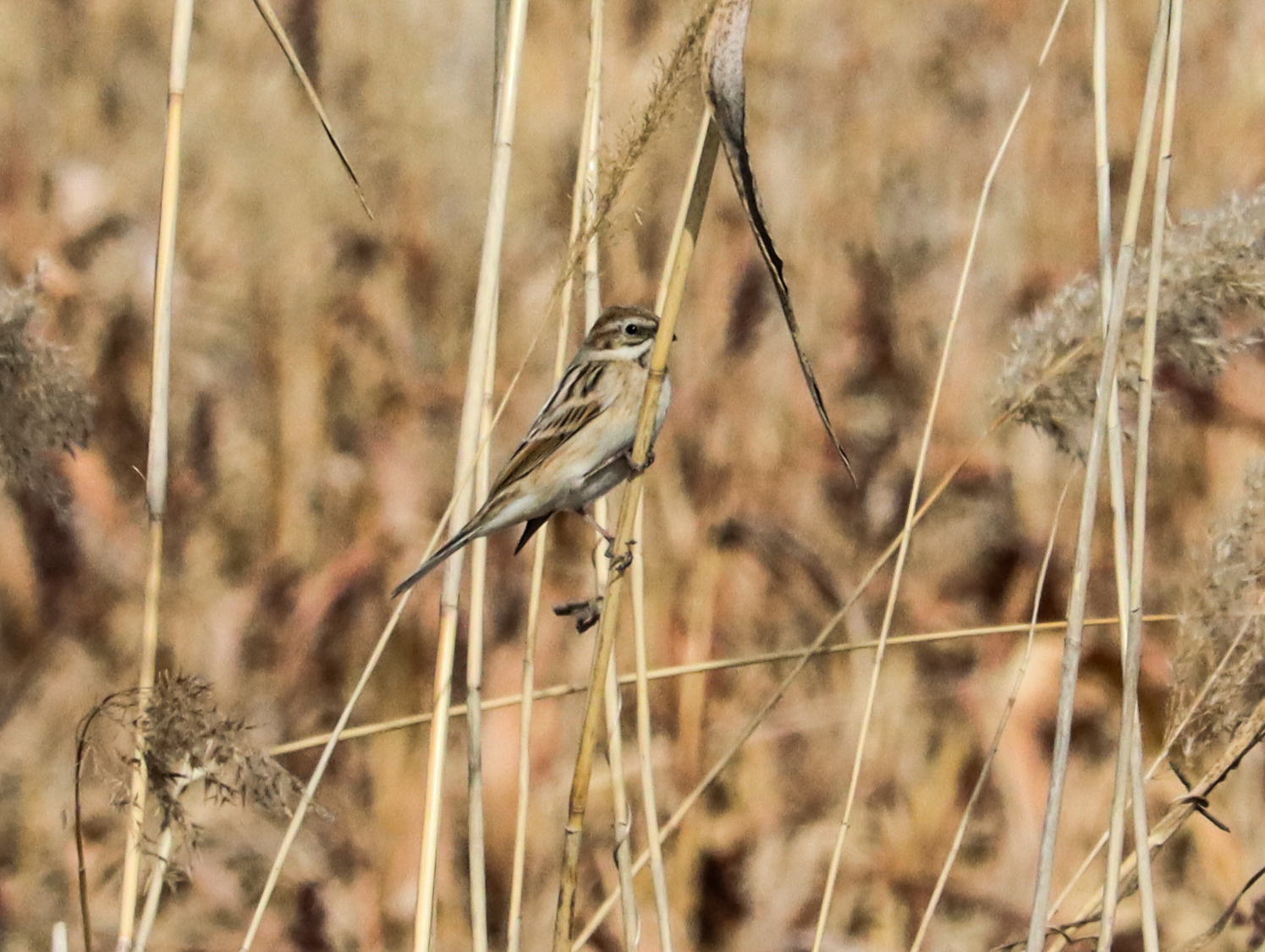 Pallas's Reed Bunting