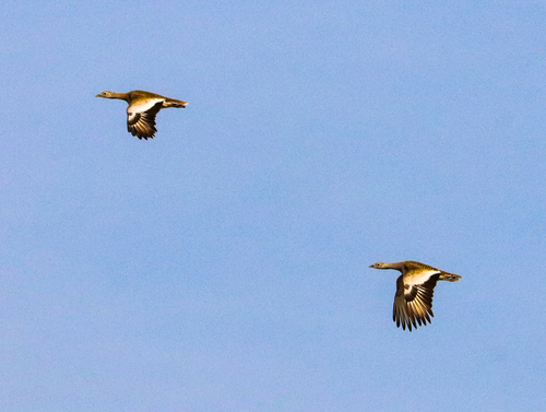 Great Bustard