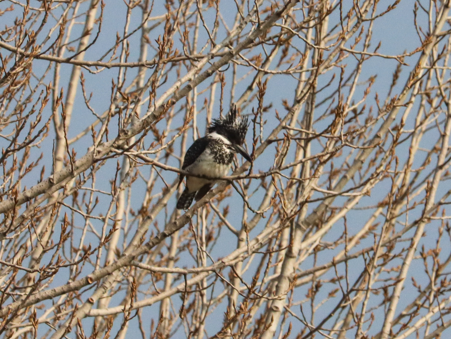 Crested Kingfisher