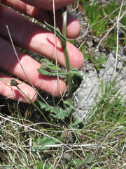 Senecio speciosus