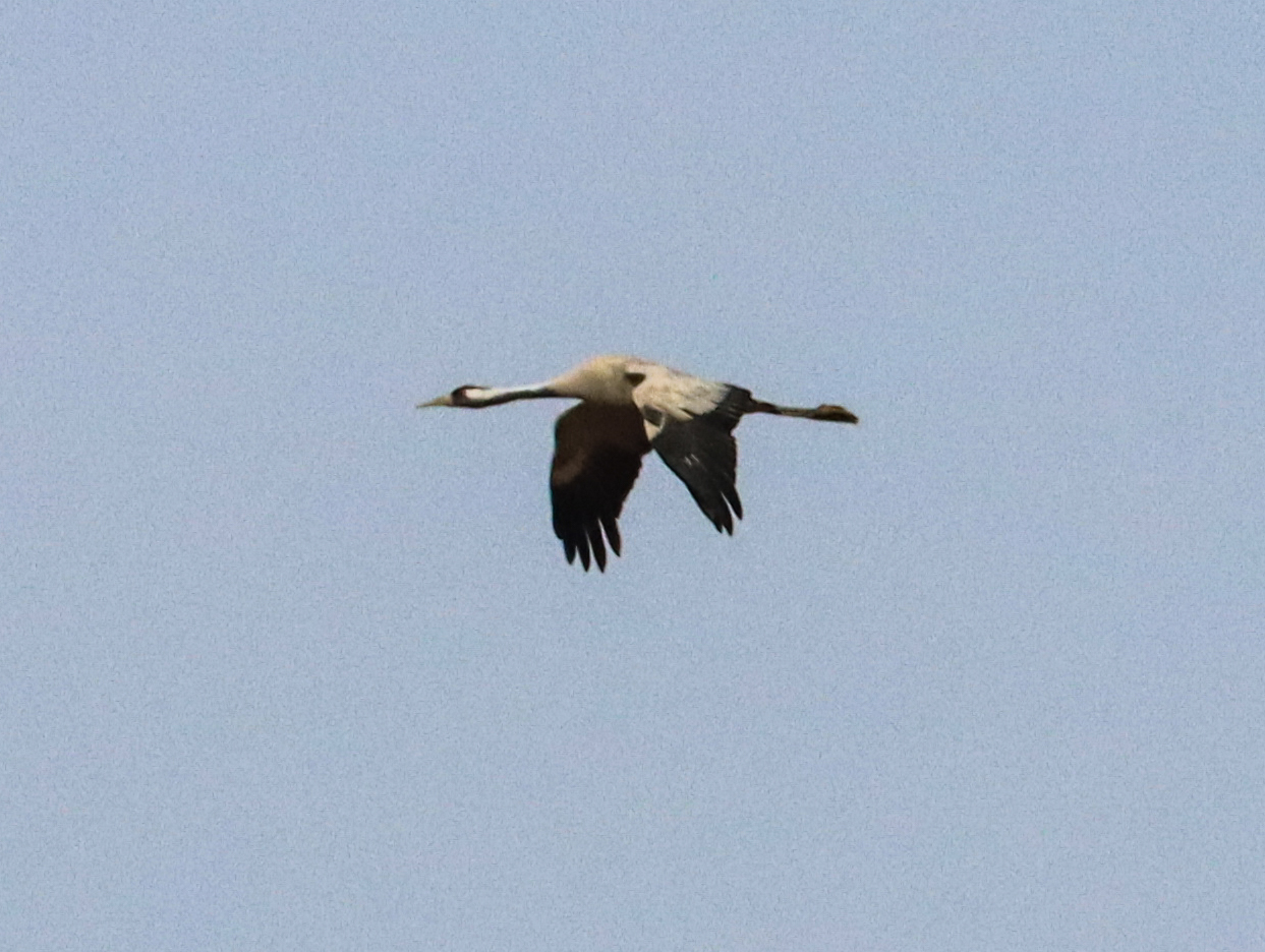 Common Crane