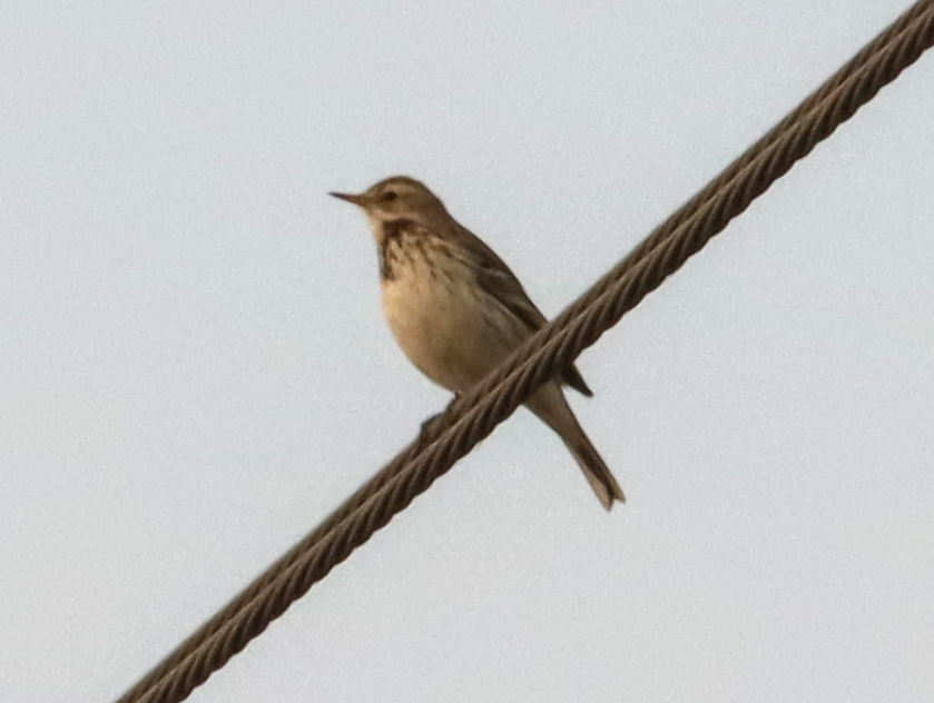 Water Pipit