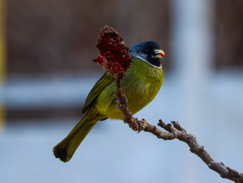 Collared Finchbill (Spizixos semitorques), photo 9