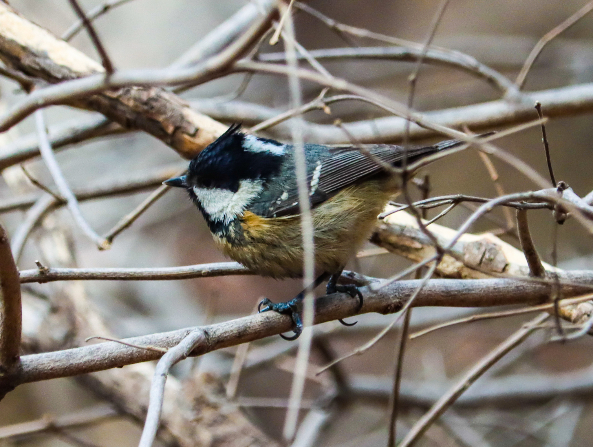 Coal Tit