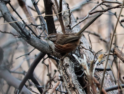 Beijing Babbler (Rhopophilus pekinensis), photo 7